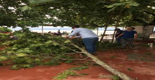 Bursada Fırtına Ağaçları Devirdi