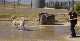 Gerçüşte Sıcaktan Bunalan Hayvanlarını Serinletiyorlar