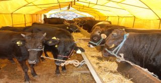 Kurban Kesim Kurallarına Uymayana 3 Bin 150 Tlye Kadar Ceza Kesilecek