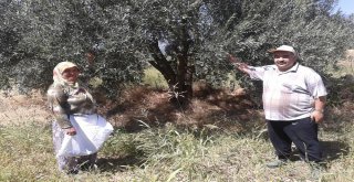 Aydın'da Zeytin Hasadı Başladı