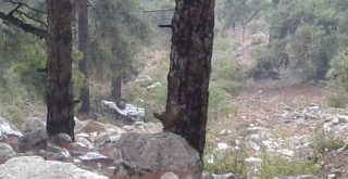 Mersinde Araç Uçuruma Yuvarlandı, Sürücü Ağır Yaralandı