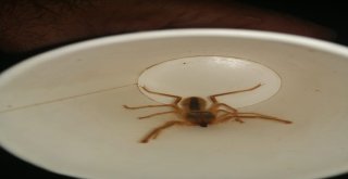 Et Yiyen Örümceği Görenler Hala Tedirginlik Yaşıyor