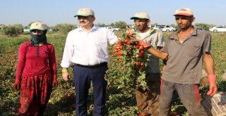 Bakan Pakdemirli Tarlaya İndi, Traktör Kullandı