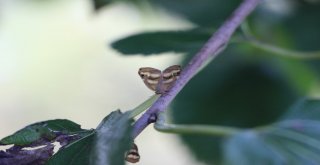 ‘Vampir Kelebeğinin Biyolojik Silah Olabileceği İddiası
