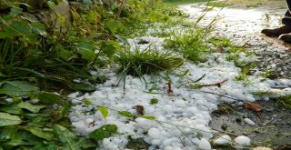 Posofta Dolu Meyve Ağaçlarına Zarar Verdi