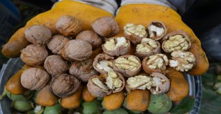 Aydında Ceviz Hasadı Başladı