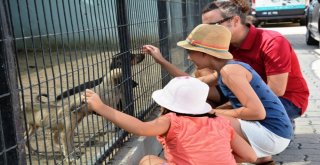 Tekirdağda Sokak Hayvanları İçin “Gel Sahiplen” Kampanyası