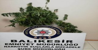 Mısır Tarlasına Kenevir Ekti