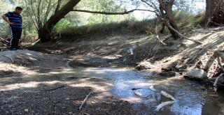 (Özel) Sarımsaklıda Balık Ölümleri