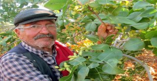 Arabanlı Fıstık Üreticilerinin Yüzü Yüksek Rekolte İle Gülecek