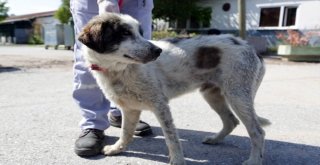 (Özel Haber) Ataşehirde İkinci Kuyu Köpek Vakası