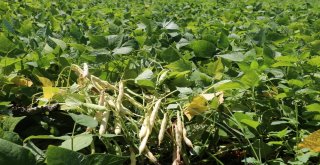 Erzincanda Tarla Günü Düzenlendi