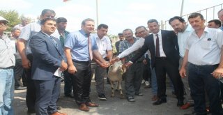 Kıvırcık Irkı Damızlık Koçların Dağıtım Töreni Yapıldı