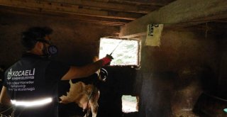 Kartepe Ulu Camiye Kamelya