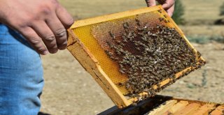 Başkentte “Ballı” Hasat