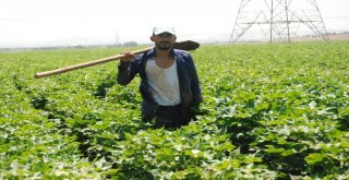 Şanlıurfalı Çiftçilerin Sıcakla İmtihanı