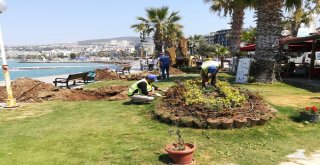 Kuşadasına 29 Palmiye Ağacı Dikildi