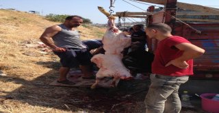 Yine Kurban Bayramı Yine Aynı Manzara