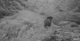 Düzcede Orman Canlıları Foto Kapana Takıldı