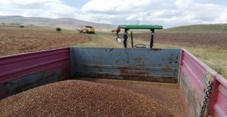 Gümüşhanede Karabuğday Hasadı Başladı