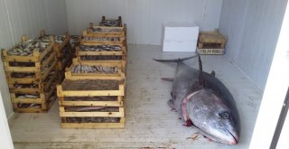 Uygunsuz Avlanmaya Geçit Yok