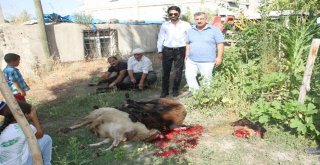 Hemşehrileri İçin Kurban Kestiler