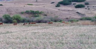 Mahsur Kalan Hayvanlar Kurtarıldı