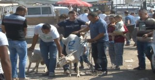 Vatandaşlar Bayramın İlk Gününde Kurban Pazarlarına Akın Etti