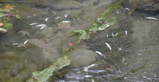 Niksarda Balık Ölümleri Vatandaşları Korkuttu