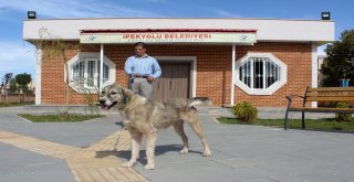 Çöplükte Bulunan ‘Dost, Şimdi Görme Engellilere Rehber Oldu