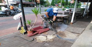 Alanyada Sinekle Mücadele Hız Kesmiyor