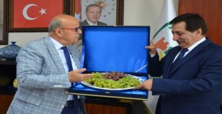 Valiye Çinide Üzüm