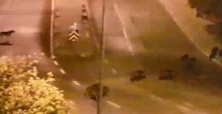 İzmirde Yaban Domuzları Şehre İndi