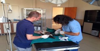 Yaralı Halde Bulunan Şahin, Tedavi Altına Alındı