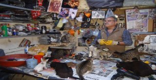 Sokak Hayvanlarına Kucak Açan Hayvansever Yetkililerden Yardım Bekliyor