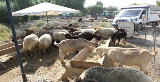 Malazgirtte Kurban Pazarı Açıldı