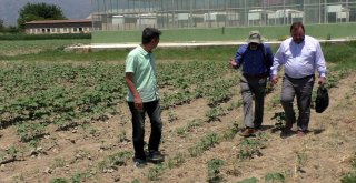 Dünya Pamuk Komitesinden Türk Pamuğuna Övgü