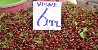 (Özel) Vişneyi Sinek Vurdu