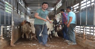 Genç Çiftçiler, Büyükbaş Hayvanlarına Kavuşuyor