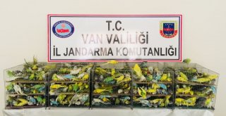 Jandarma Yol Kontrolünde 630 Kaçak Muhabbet Kuşu Ele Geçirdi