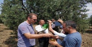 Zeytin Sineğine Yakın Takip