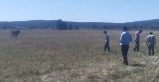 Kurbanlık Hayvan Kaçtı, Sahipleri Kovaladı