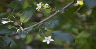 Tokatta Erik Ağacı Temmuz Ayında İkinci Kez Çiçek Açtı