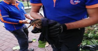 Balaban Kuşuna Afaddan Şefkat Eli