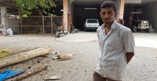 Anneleri Ölen 6 Civcive Evin Köpeği Aslan Annelik Yapıyor