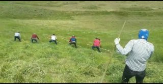 Doğu Anadoluda Asırlık Tırpan Geleneği Yaşatılmaya Devam Ediliyor