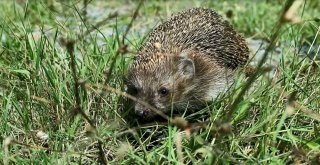 Kirpi “Diken” Sağlığına Kavuştu