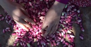 Bayramı Fıstık Toplayarak Geçiriyorlar