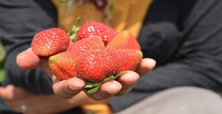 Muşta Çilek Hasadına Başlandı