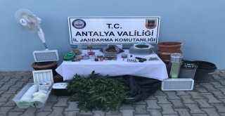 Alanyada İki Ayrı Adrese Uyuşturucu Baskını